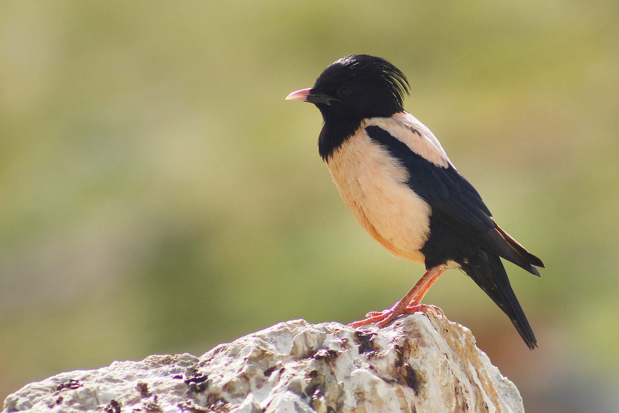 Rosy Starling